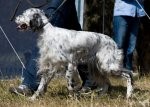 ВЫСТАВКИ - X-я юбилейная Всероссийская выставка охотничьих собак в Твери